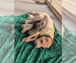 Image preview for Ad Listing. Nickname: Litter of 6