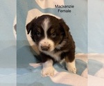Puppy 6 Australian Shepherd