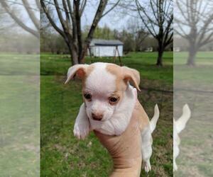 Chihuahua Puppy for sale in GREENFIELD, OH, USA