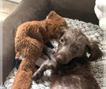 Small Photo #8 Miniature Labradoodle Puppy For Sale in Valrico, FL, USA