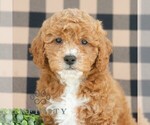 Small Goldendoodle (Miniature)