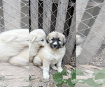Small #1 Great Pyrenees