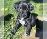 Small #2 Labrador Retriever Mix