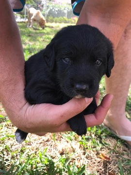 Medium Photo #1 Aussiedoodle Puppy For Sale in MIAMI, FL, USA