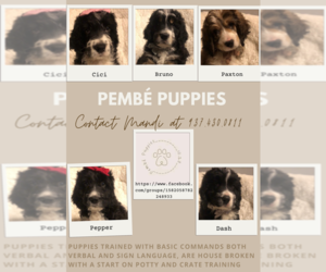 Bernedoodle Puppy for sale in MIAMISBURG, OH, USA
