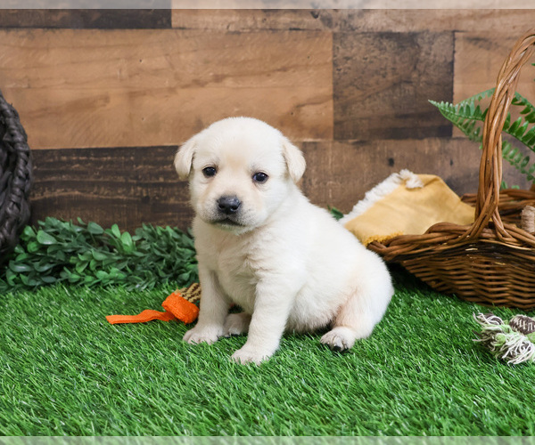 Medium Photo #5 Labrador Retriever Puppy For Sale in SYRACUSE, IN, USA