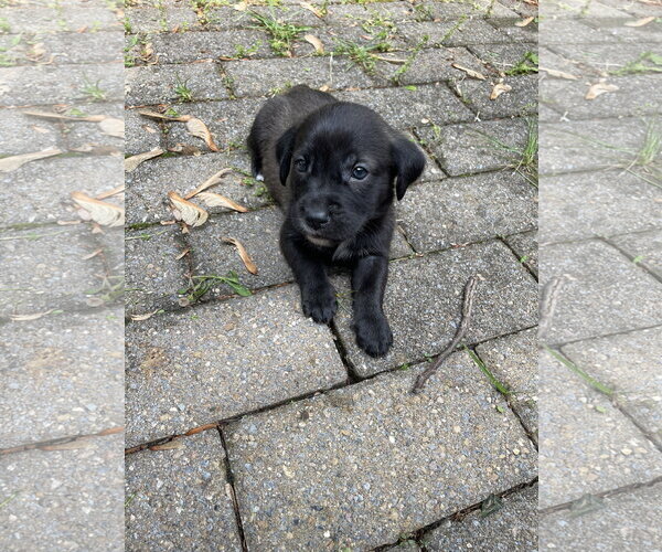 Medium Photo #2 Labrador Retriever-Unknown Mix Puppy For Sale in Derwood, MD, USA