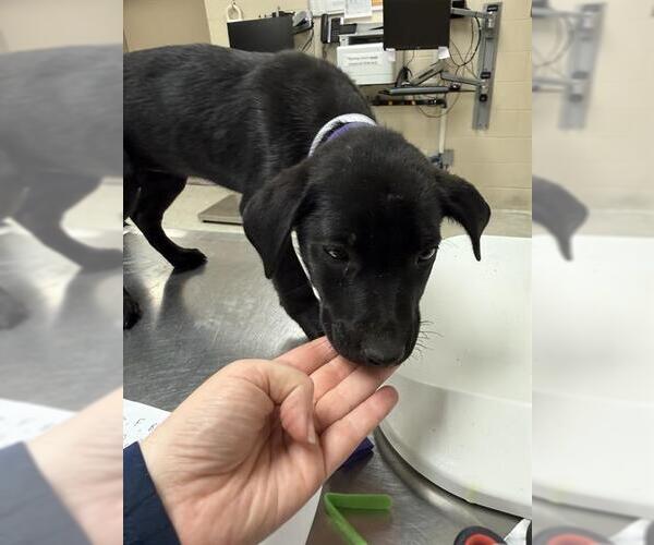 Medium Photo #1 Labrador Retriever-Unknown Mix Puppy For Sale in Conroe, TX, USA