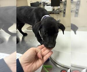 Labrador Retriever-Unknown Mix Dogs for adoption in Conroe, TX, USA