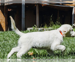 Small Photo #8 English Cream Golden Retriever Puppy For Sale in E WENATCHEE, WA, USA