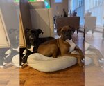 Small Photo #2 Boxer Puppy For Sale in Burnsville, MN, USA