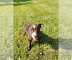 Small #1 Collie-Labrador Retriever Mix
