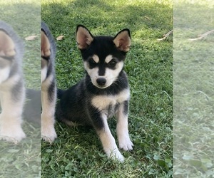 Alaskan Klee Kai Puppy for sale in GLENDALE, AZ, USA