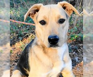 Catahoula Leopard Dog-Unknown Mix Dogs for adoption in Frankston, TX, USA