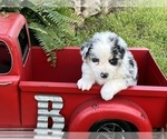 Small Photo #1 Miniature Australian Shepherd Puppy For Sale in WEST PLAINS, MO, USA
