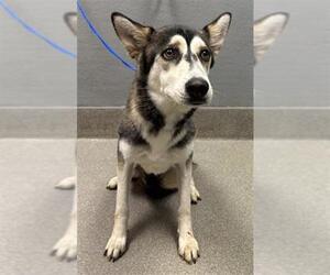 Huskies -Unknown Mix Dogs for adoption in Las Vegas, NV, USA