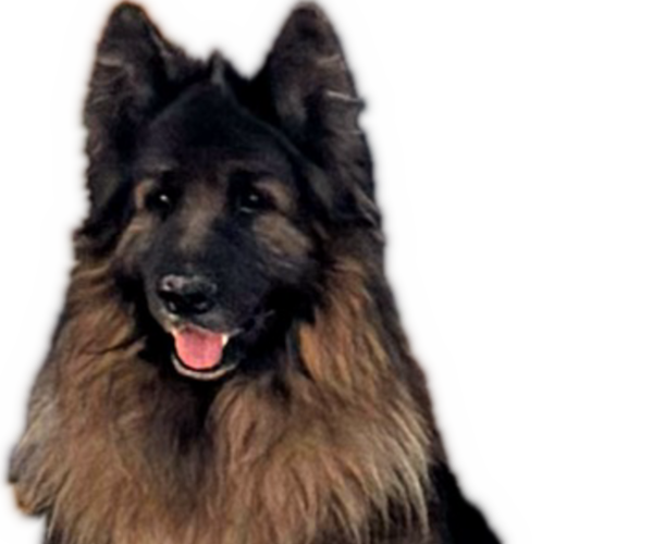 Medium Photo #1 King Shepherd Puppy For Sale in GRAND CANYON CAVERNS, AZ, USA