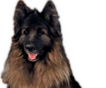Small Photo #1 King Shepherd Puppy For Sale in GRAND CANYON CAVERNS, AZ, USA