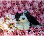 Small Photo #9 Miniature Bernedoodle Puppy For Sale in GLEN ROCK, PA, USA
