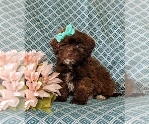 Poodle (Miniature)-ShihPoo Mix Puppy for sale in LINCOLN UNIVERSITY, PA, USA