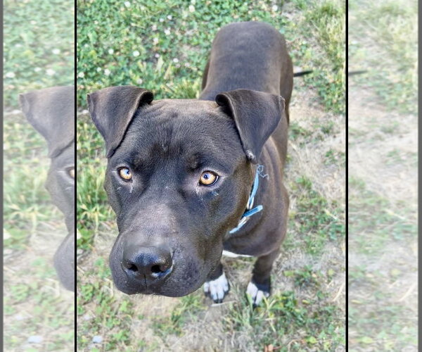 Medium Photo #2 American Pit Bull Terrier-Staffordshire Bull Terrier Mix Puppy For Sale in Holly Springs, NC, USA