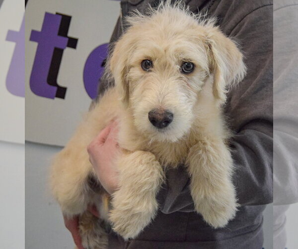 Medium Photo #3 Mutt Puppy For Sale in Huntley, IL, USA