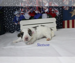Small #9 Poodle (Miniature)