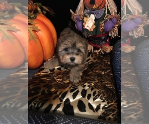 Havanese Puppy for sale in LIVONIA, MI, USA