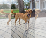 Small Great Pyrenees Mix