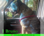 Small #11 Staffordshire Bull Terrier Mix