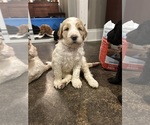 Small #5 Goldendoodle-Poodle (Standard) Mix