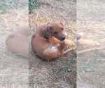 Small Photo #9 Rhodesian Ridgeback Puppy For Sale in ROCHESTER, WA, USA