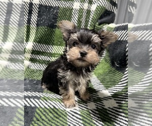 Morkie Puppy for sale in GUTHRIE, KY, USA
