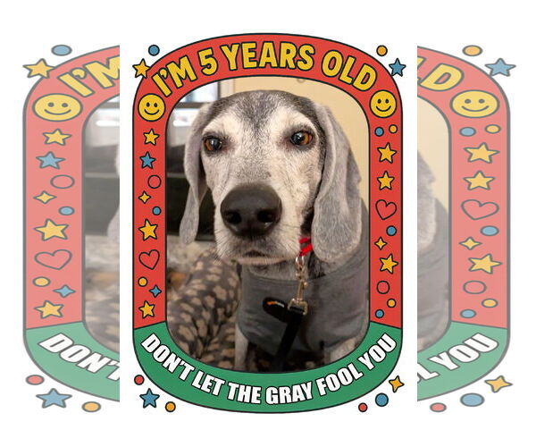 Medium Photo #2 Beagle-Unknown Mix Puppy For Sale in Dunnellon, FL, USA