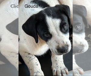 Labrador Retriever-Unknown Mix Dogs for adoption in Rockaway, NJ, USA
