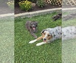 Small Photo #24 Aussiedoodle Puppy For Sale in SALISBURY, PA, USA