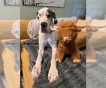 Small Great Dane