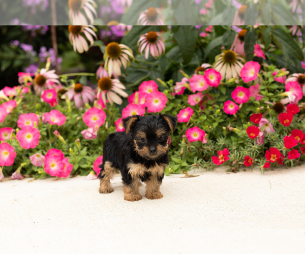 Medium Photo #1 Yorkshire Terrier Puppy For Sale in NAPPANEE, IN, USA