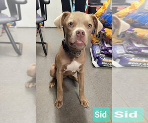 Unknown-Weimaraner Mix Dogs for adoption in Richmond, IN, USA