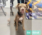 Small Weimaraner Mix