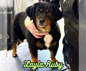 Layla Ruby - Female Dachshund-Unknown Mix Dog for Adoption - Photo #13
