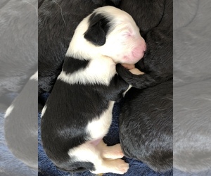 Sheepadoodle Puppy for sale in RIVER FALLS, WI, USA