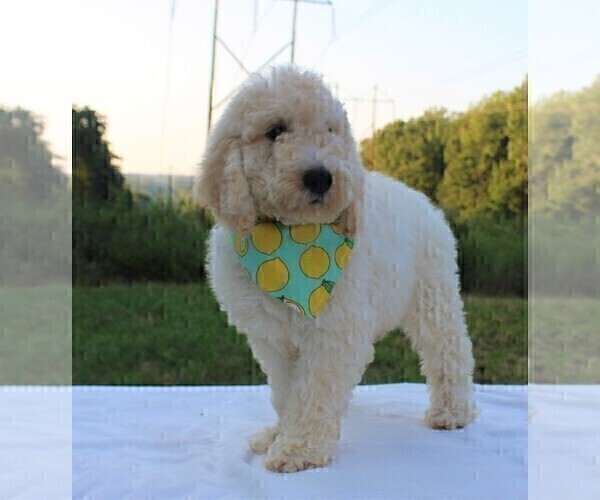 Medium Photo #16 Goldendoodle Puppy For Sale in TIMBERLAKE, NC, USA