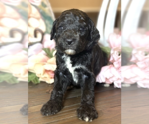 Medium Photo #5 Goldendoodle Puppy For Sale in SUMTER, SC, USA