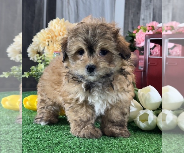 Medium Photo #5 Havanese Puppy For Sale in CANOGA, NY, USA
