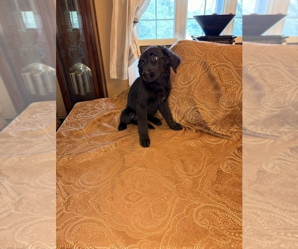 Medium Photo #7 Flat Coated Retriever Puppy For Sale in ROSE HILL, KS, USA