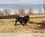Small #4 Mastiff