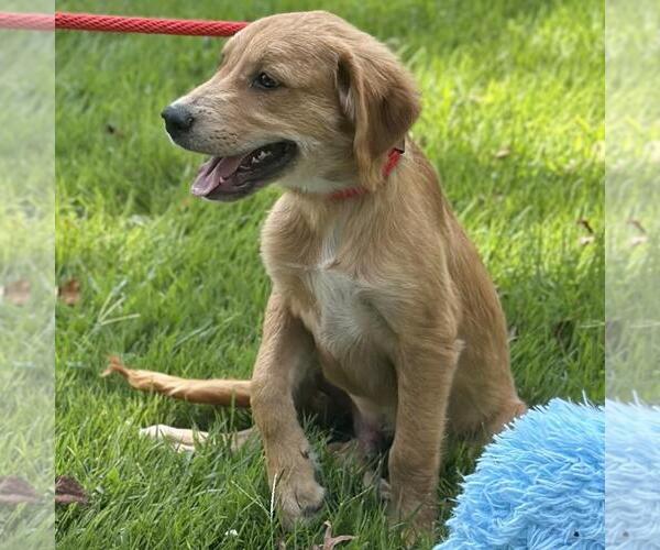 Medium Photo #3 Labrador Retriever-Unknown Mix Puppy For Sale in Yardley, PA, USA