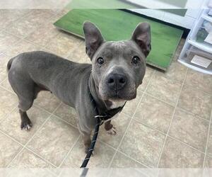 American Staffordshire Terrier-Unknown Mix Dogs for adoption in Raleigh, NC, USA