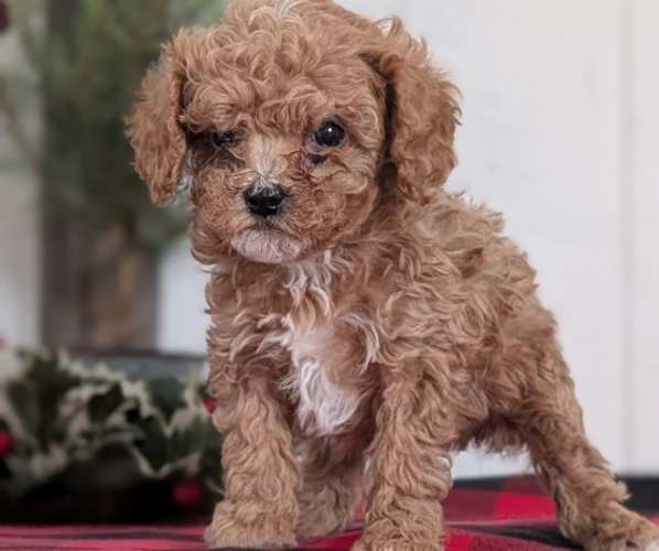 Medium Photo #13 Cavapoo (Miniature) Puppy For Sale in GOSHEN, IN, USA